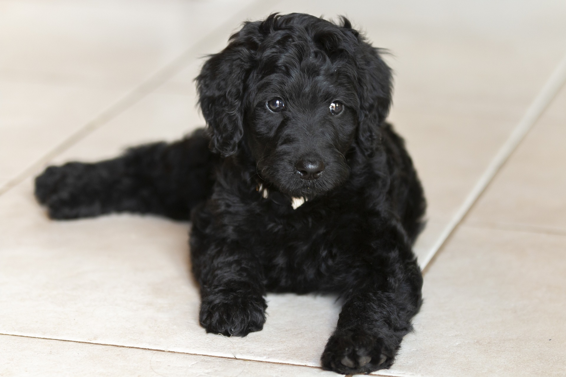 Het karakter van een mini labradoodle: past dit ras bij jou?
